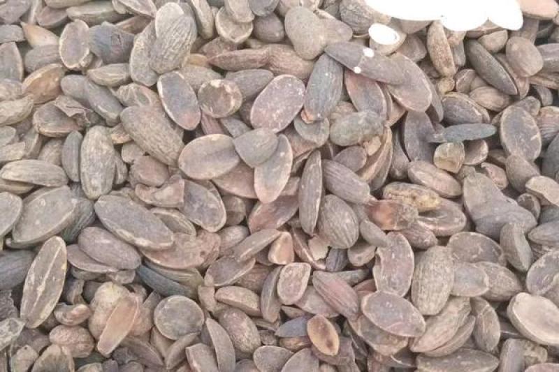 河南米橡仁质量保证产地直发可视频看货欢迎咨询