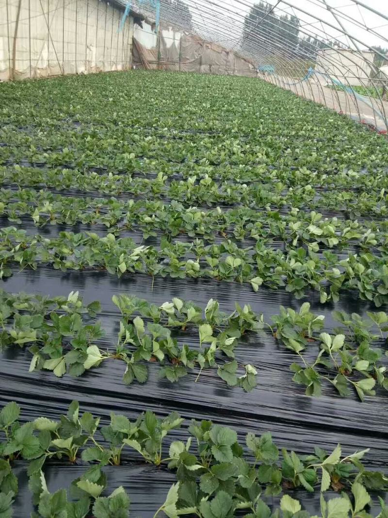 章姬草莓苗早熟大果脱毒苗包成活率基地现挖现发