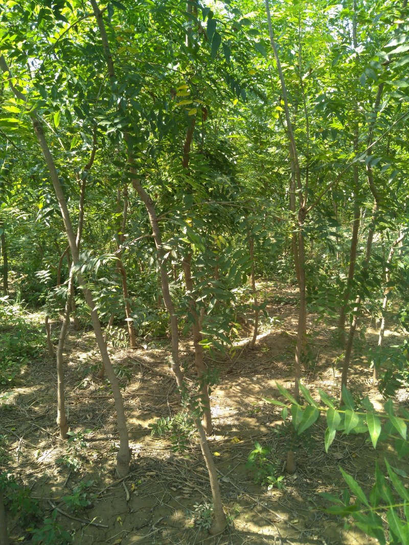 黄连木苗