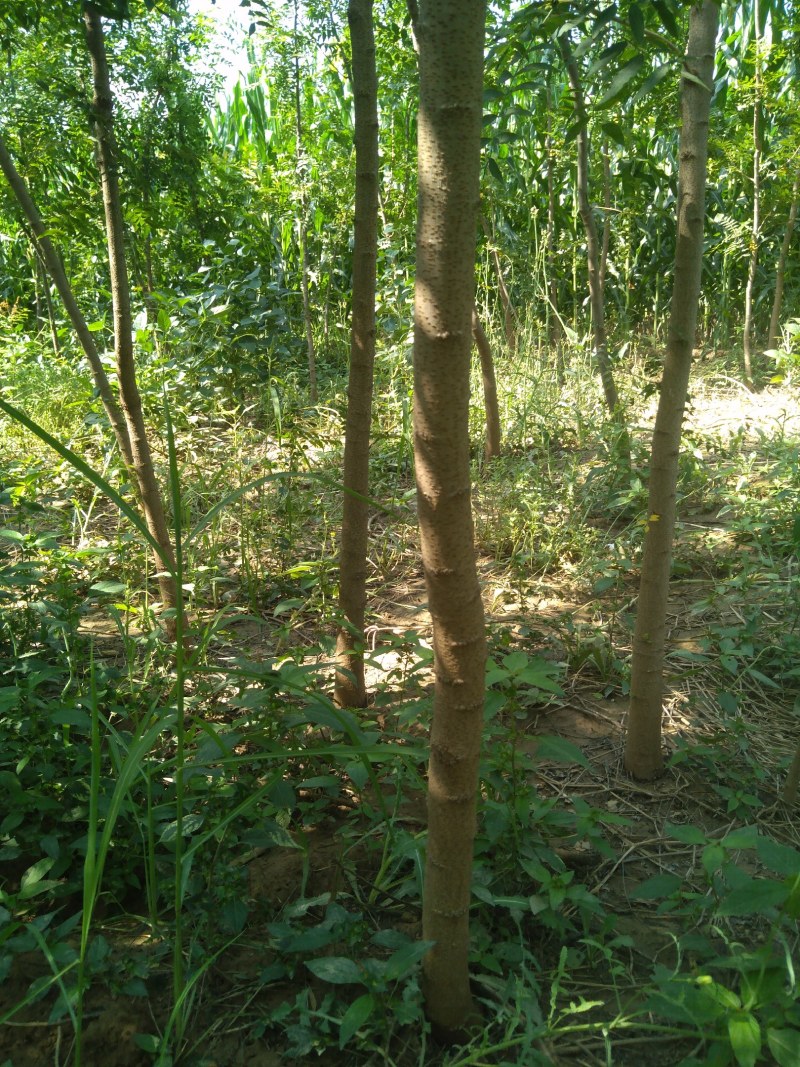 黄连木苗