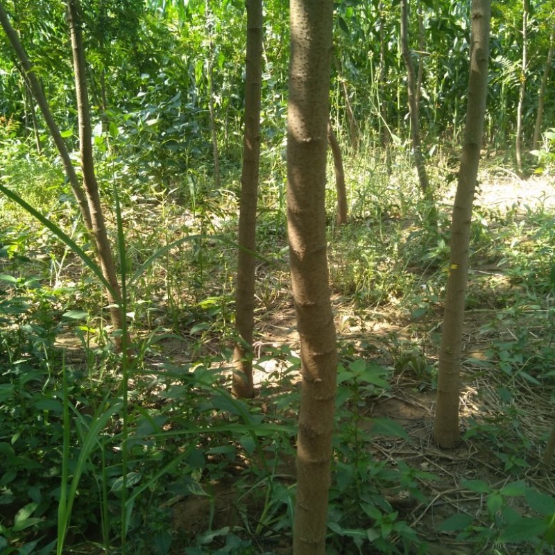 黄连木苗