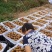 城固万亩翠香猕猴桃即将成熟上市。个头大，果面颜色好口感好