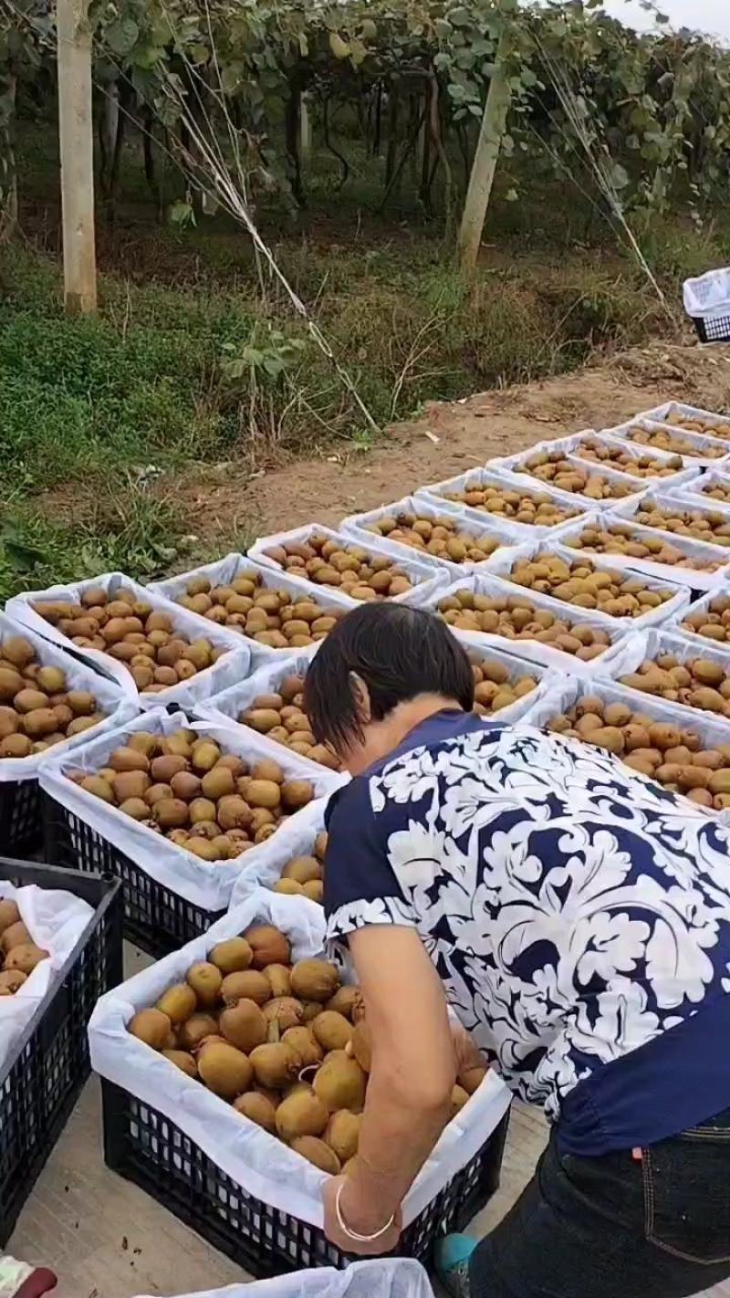 城固万亩翠香猕猴桃即将成熟上市。个头大，果面颜色好口感好