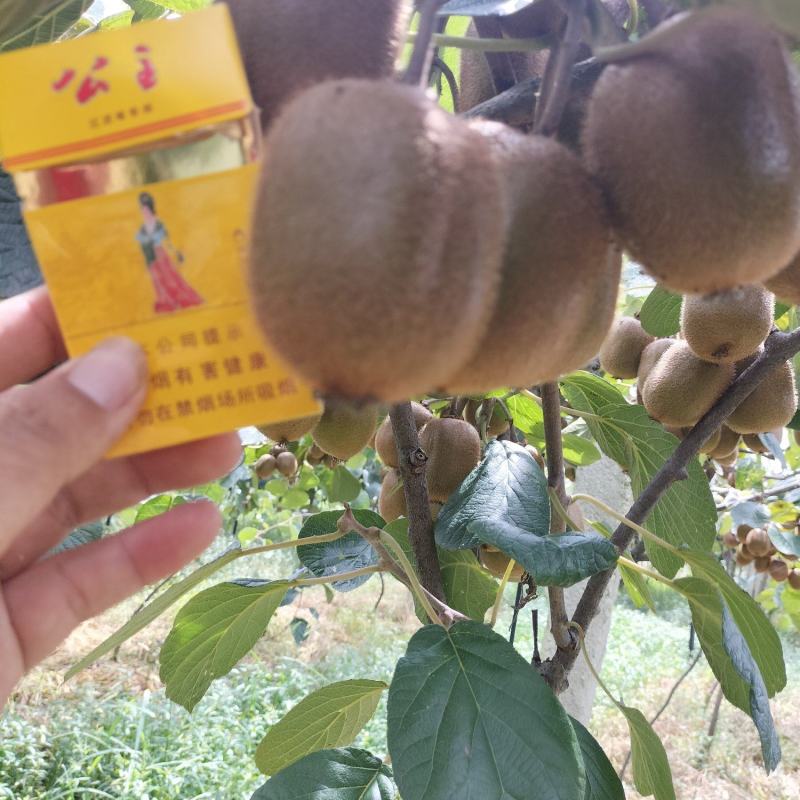 城固万亩翠香猕猴桃即将成熟上市。个头大，果面颜色好口感好