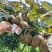 城固万亩翠香猕猴桃即将成熟上市。个头大，果面颜色好口感好