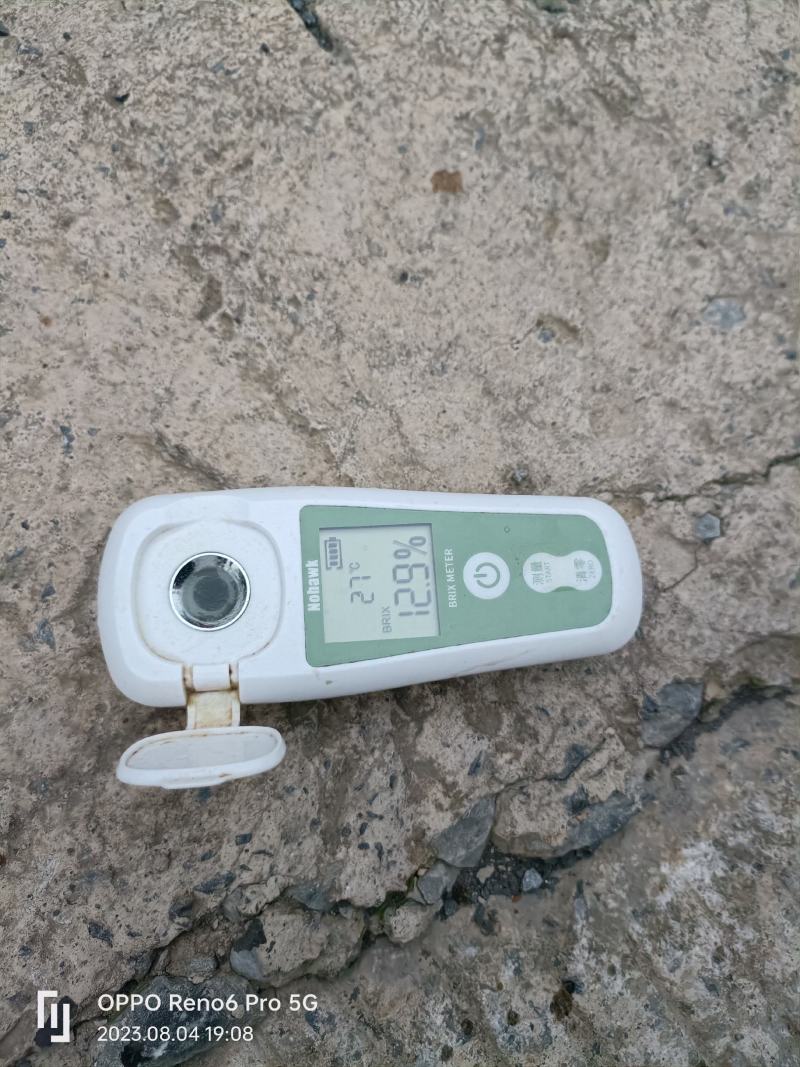 精品脆李货源充足产地直发货源充足可每天二车