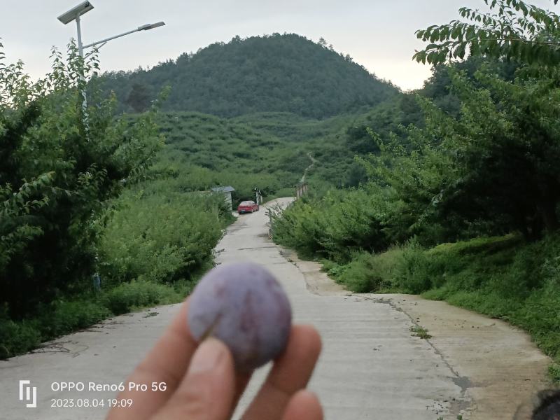精品脆李货源充足产地直发货源充足可每天二车