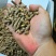 玉米次粉麸皮熟化颗粒高蛋白高营养适合鸡鸭鹅牛羊猪等