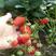 甜宝草莓苗基地现挖现发包成活率技术指导量大从优