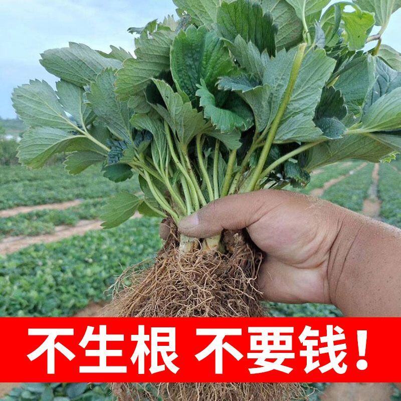 甜宝草莓苗基地现挖现发包成活率技术指导量大从优