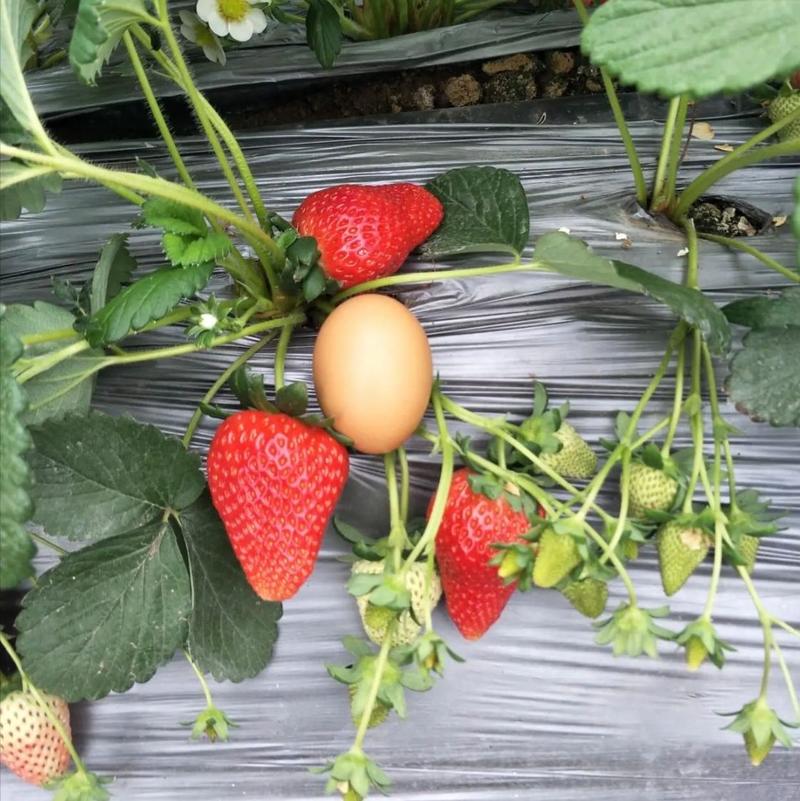甜宝草莓苗基地现挖现发包成活率技术指导量大从优