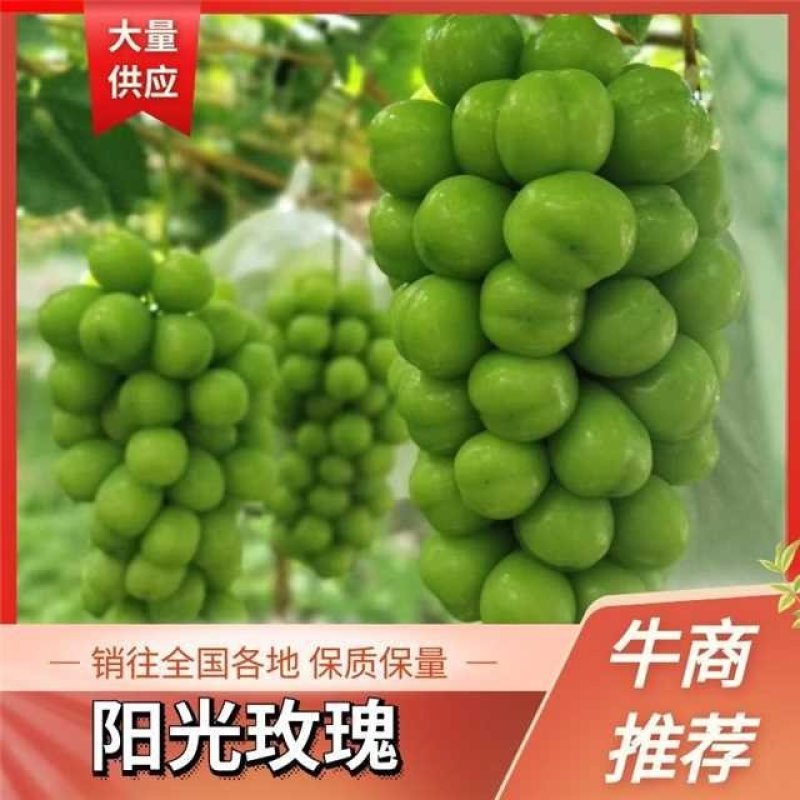 湖南澧县阳光玫瑰（晴王）大量有货，一手货源，产地直供