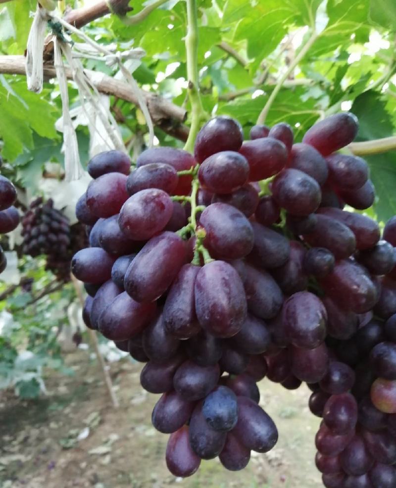 推荐河北葡萄A17紫甜无核葡萄产地直供供全国商超平台