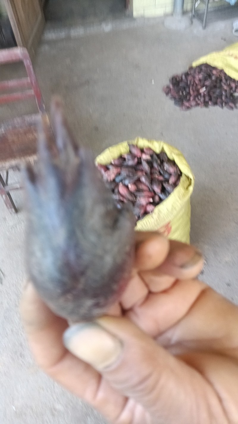 阳荷大量供应