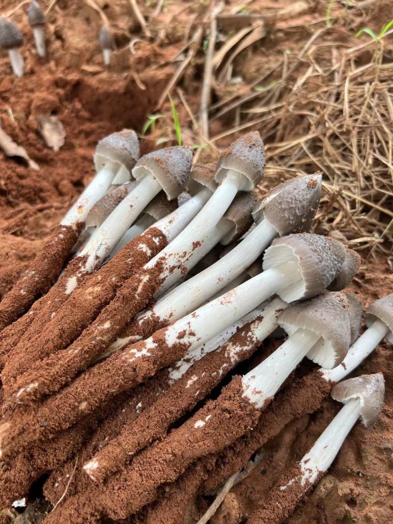 云南大理鸡枞每天十单先到先得顺丰空运