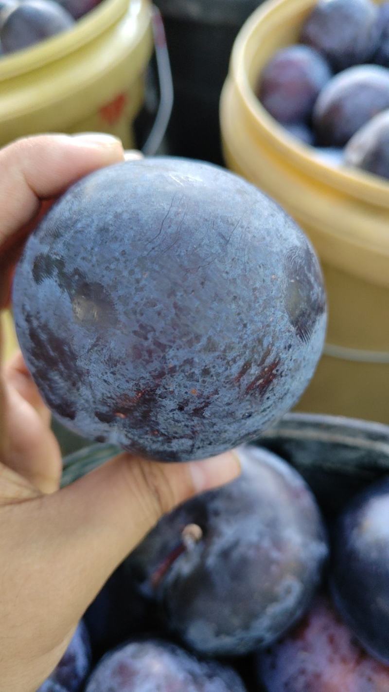 黑宝石李子基地直发量大批发