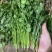精品香菜，泡沫箱香菜
