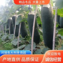精品冬瓜上市黑皮吊冬瓜农家自种基地一手货源品质保证