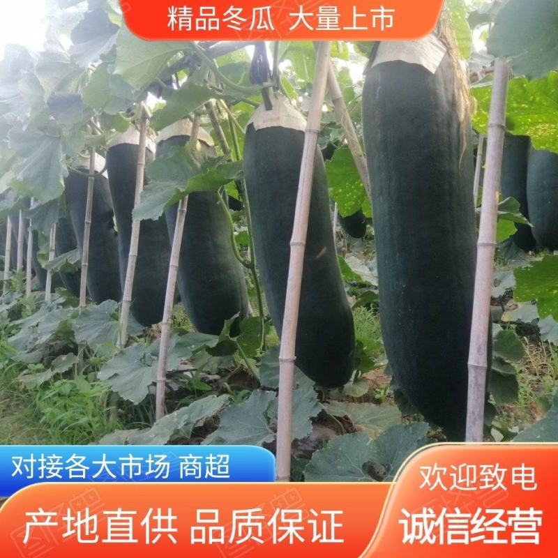 精品冬瓜上市黑皮吊冬瓜农家自种基地一手货源品质保证