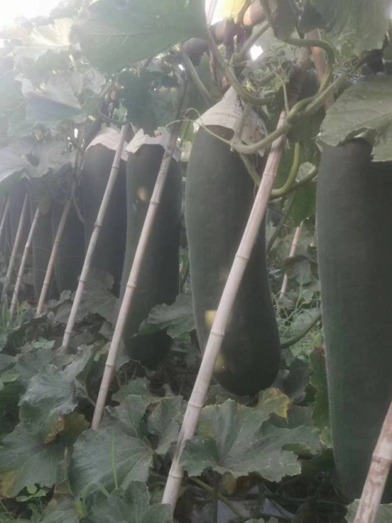 精品冬瓜上市黑皮吊冬瓜农家自种基地一手货源品质保证