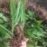 露天白芨种苗