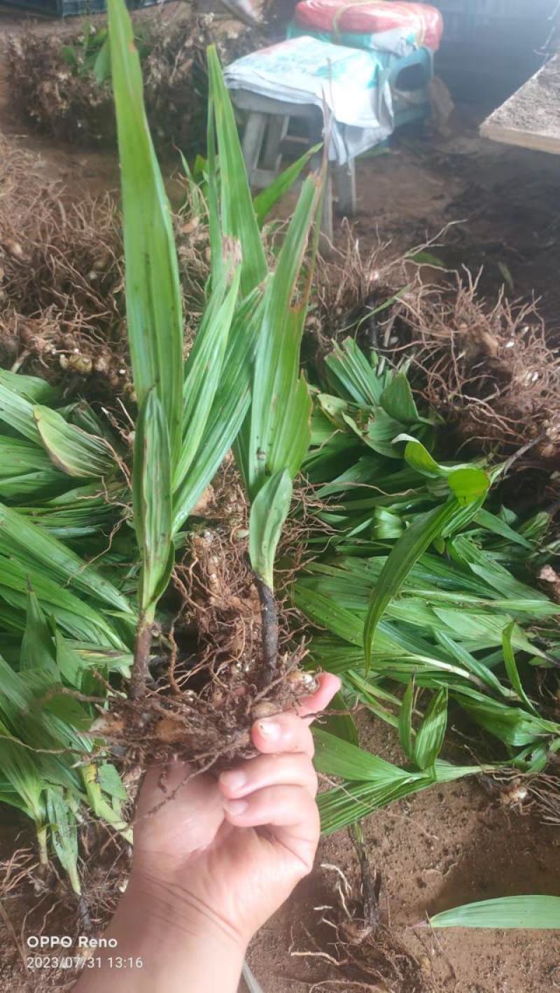 露天白芨种苗