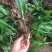 露天白芨种苗