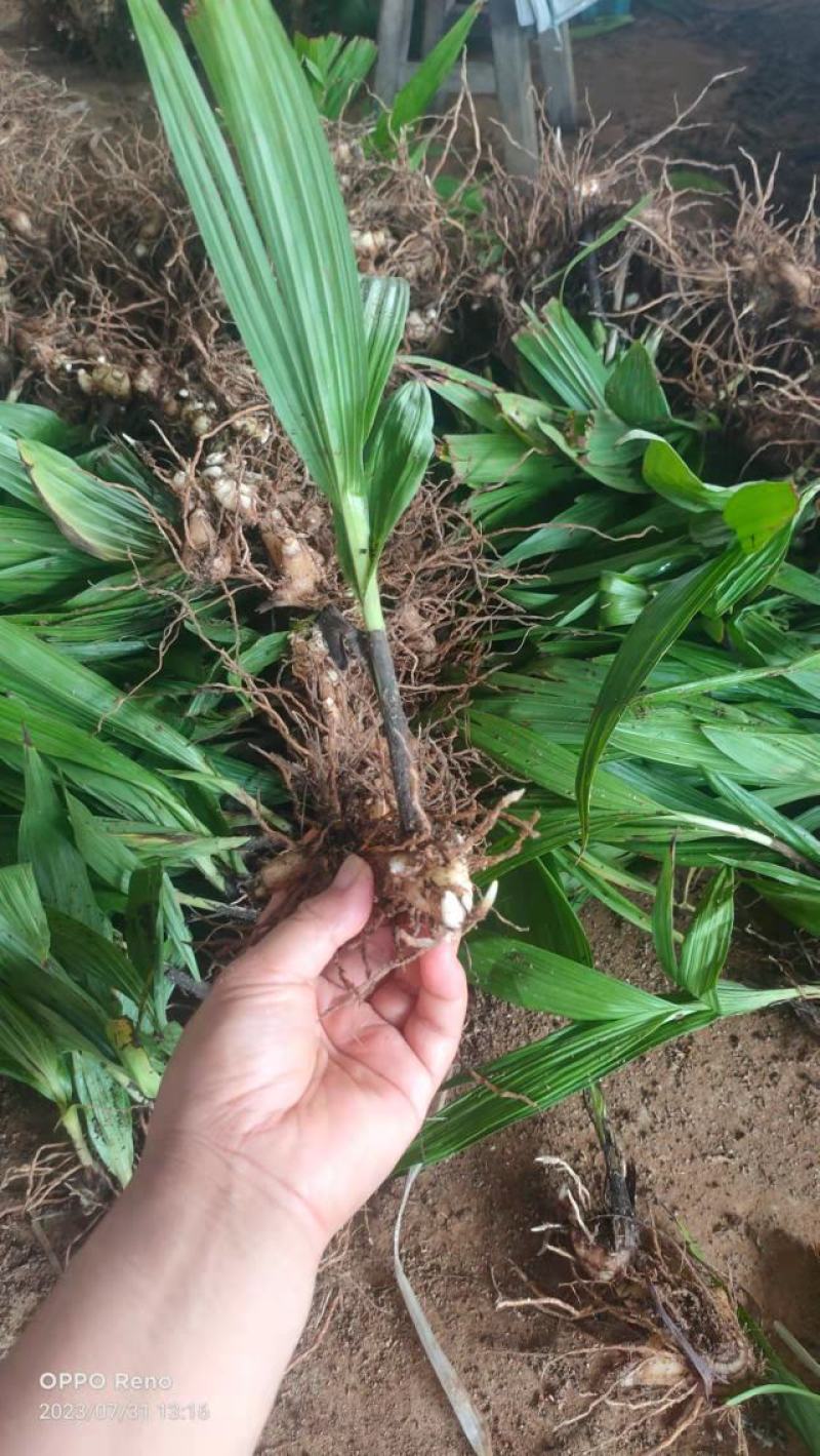 露天白芨种苗