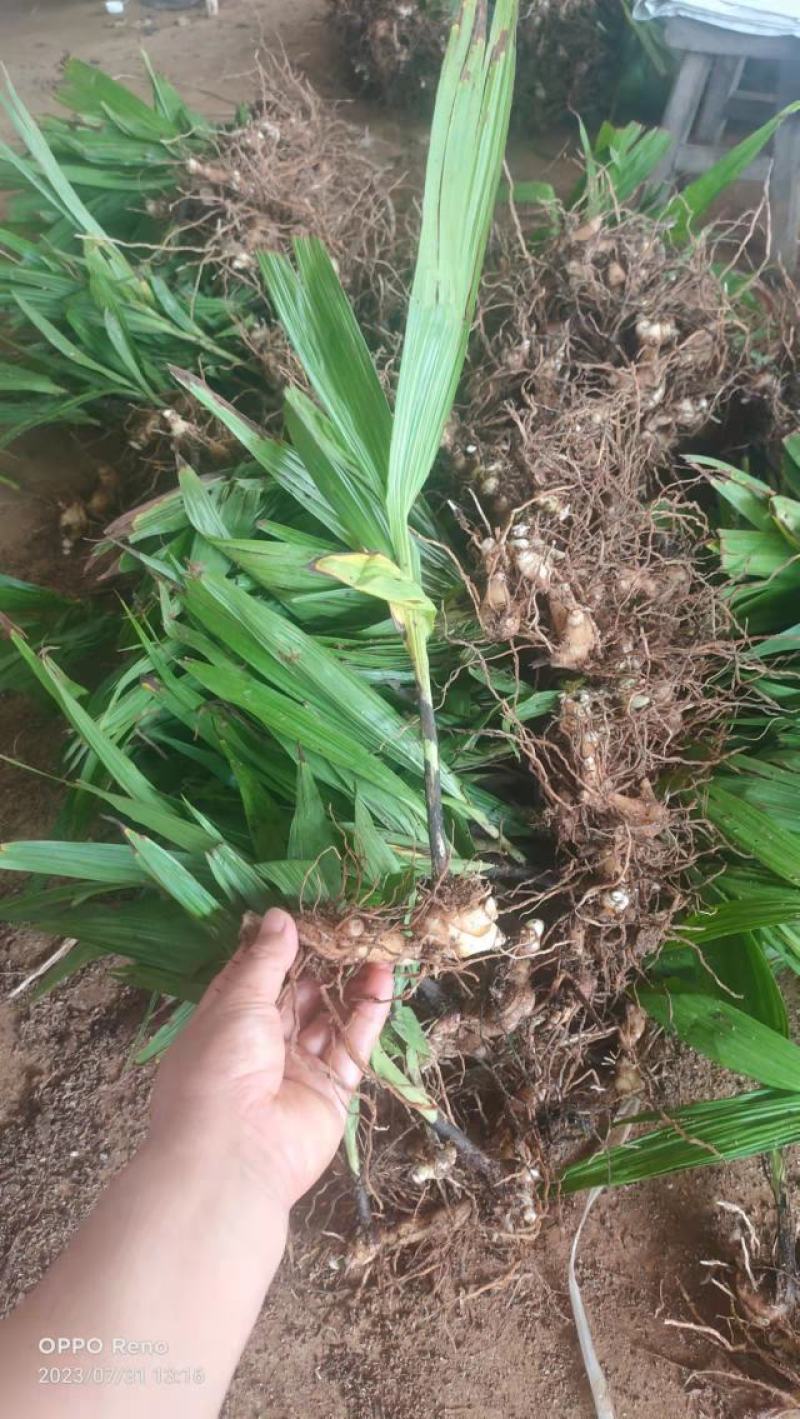 露天白芨种苗