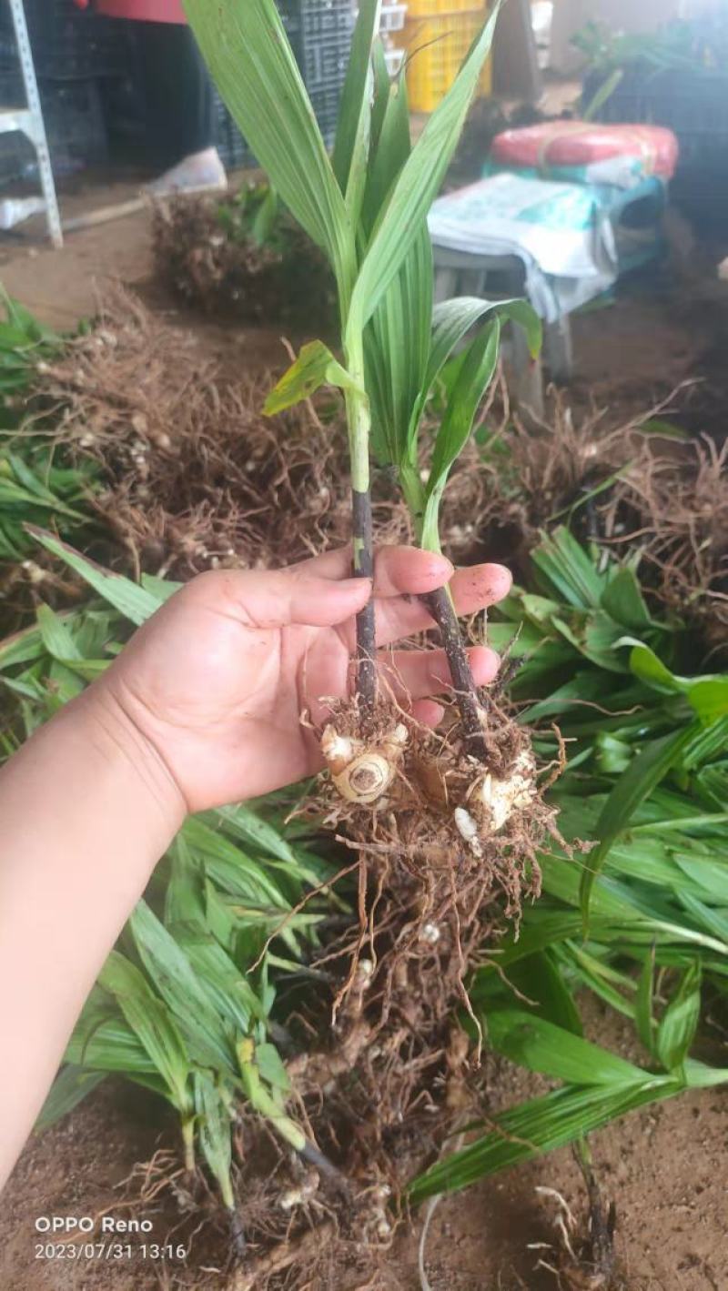 露天白芨种苗