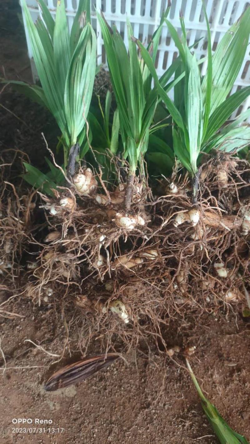 露天白芨种苗