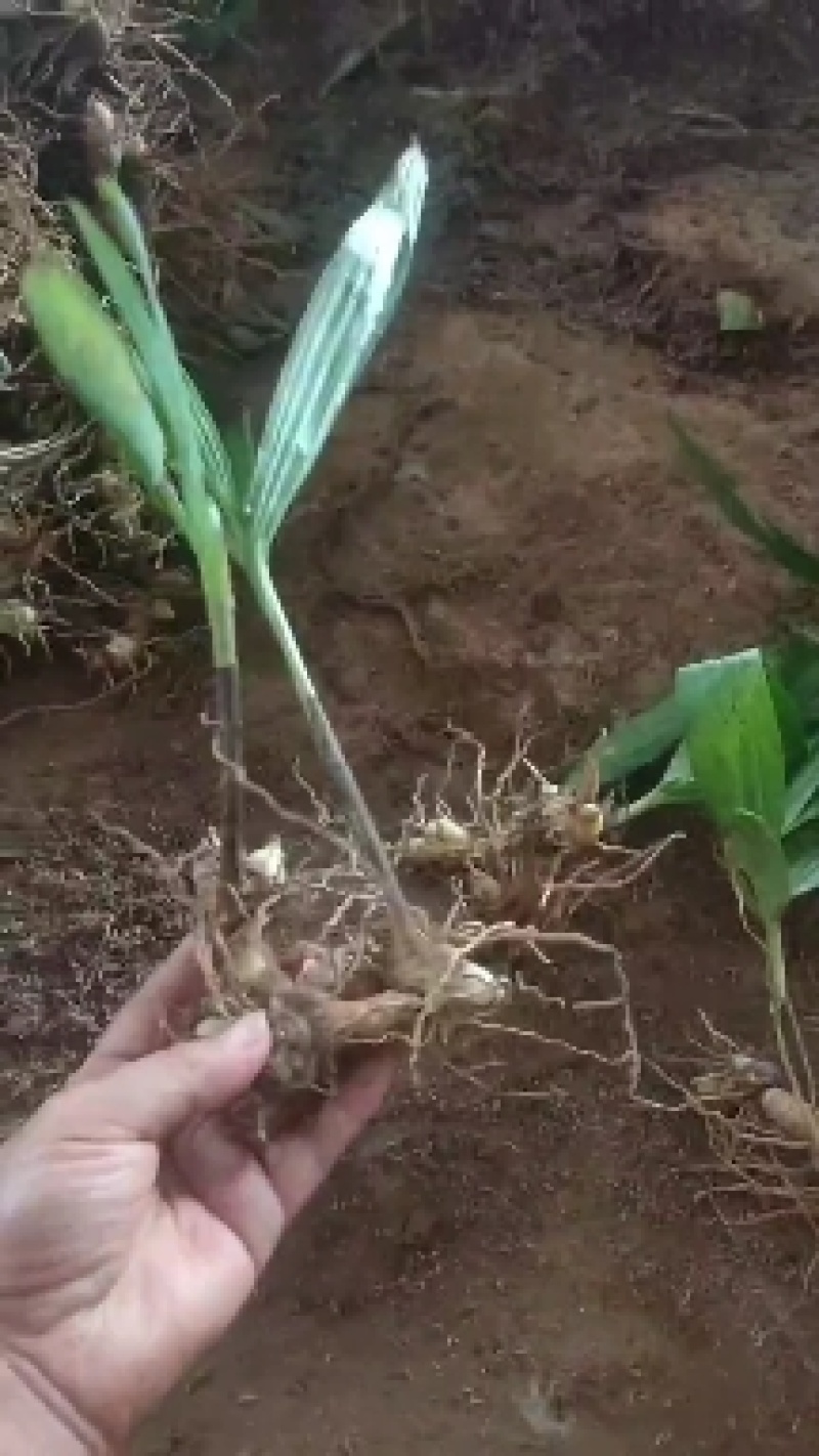 露天白芨种苗