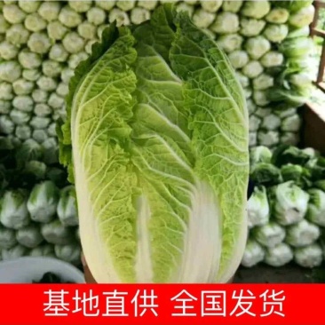 蔚县草沟堡乡大白菜～基地直供量大从优全国发货