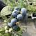 1702蓝莓苗F6蓝莓苗西班牙42号蓝莓苗优瑞卡蓝莓苗