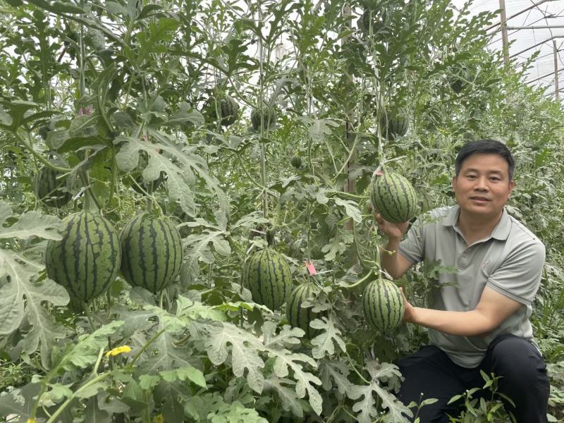 彩虹八号西瓜种子酥脆籽少皮薄比红瓤小西瓜有味道耐裂好