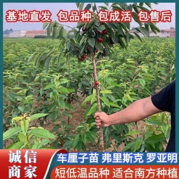 短低温品种，适应南方栽种，车厘子苗，弗里斯克，罗亚明