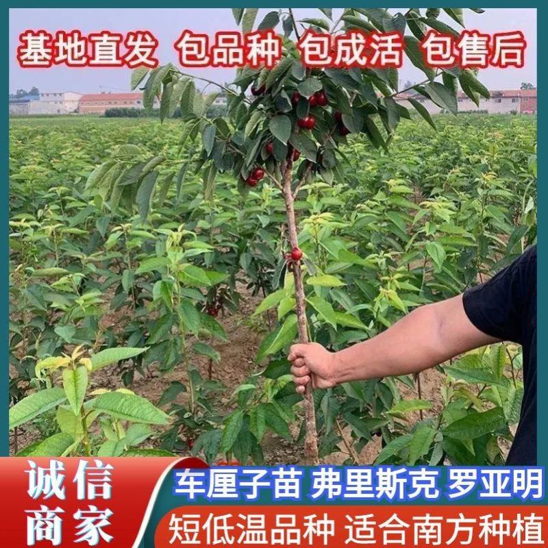 短低温品种，适应南方栽种，车厘子苗，弗里斯克，罗亚明