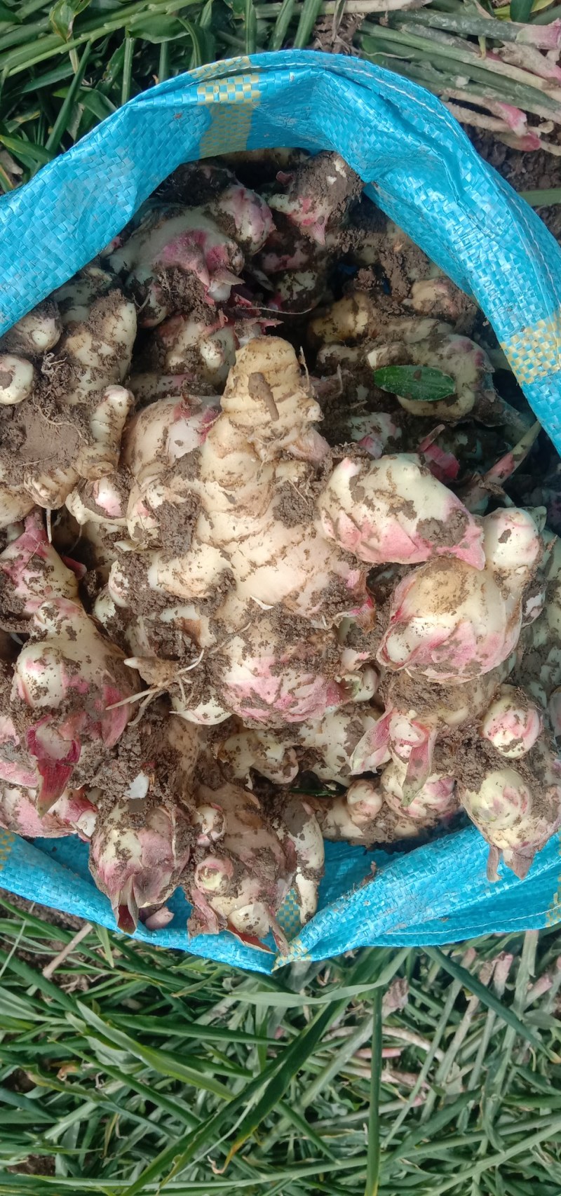 生姜
