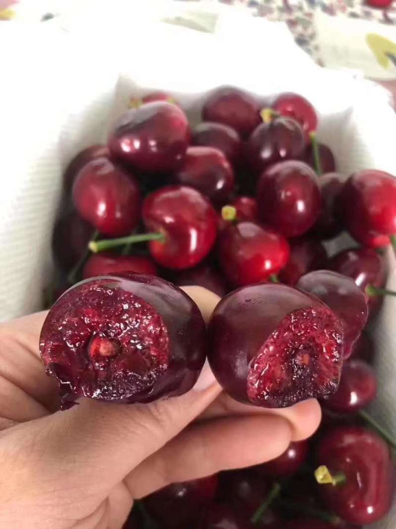 短低温品种，适应南方栽种，车厘子苗，弗里斯克，罗亚明