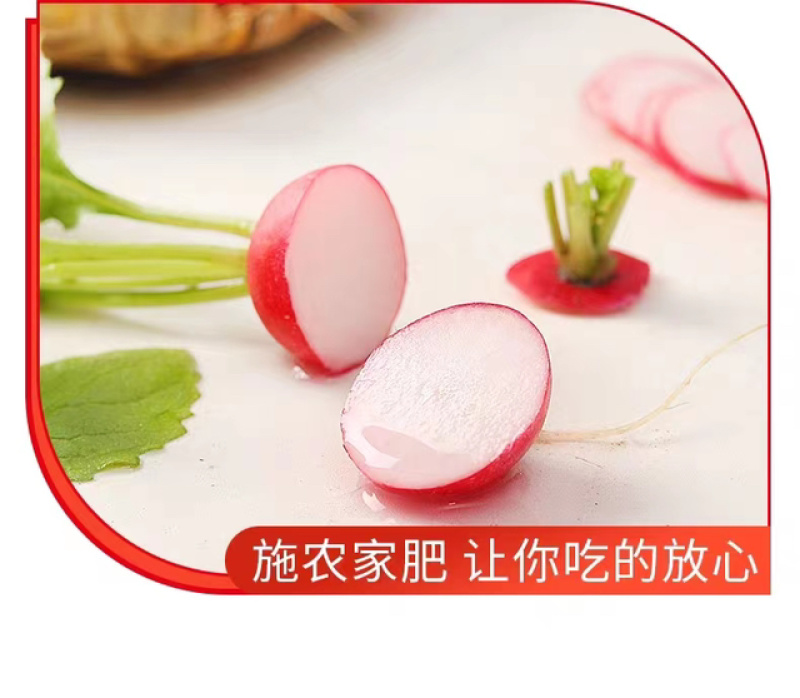 云南新鲜蔬菜樱桃小萝卜萝卜仔基地直发