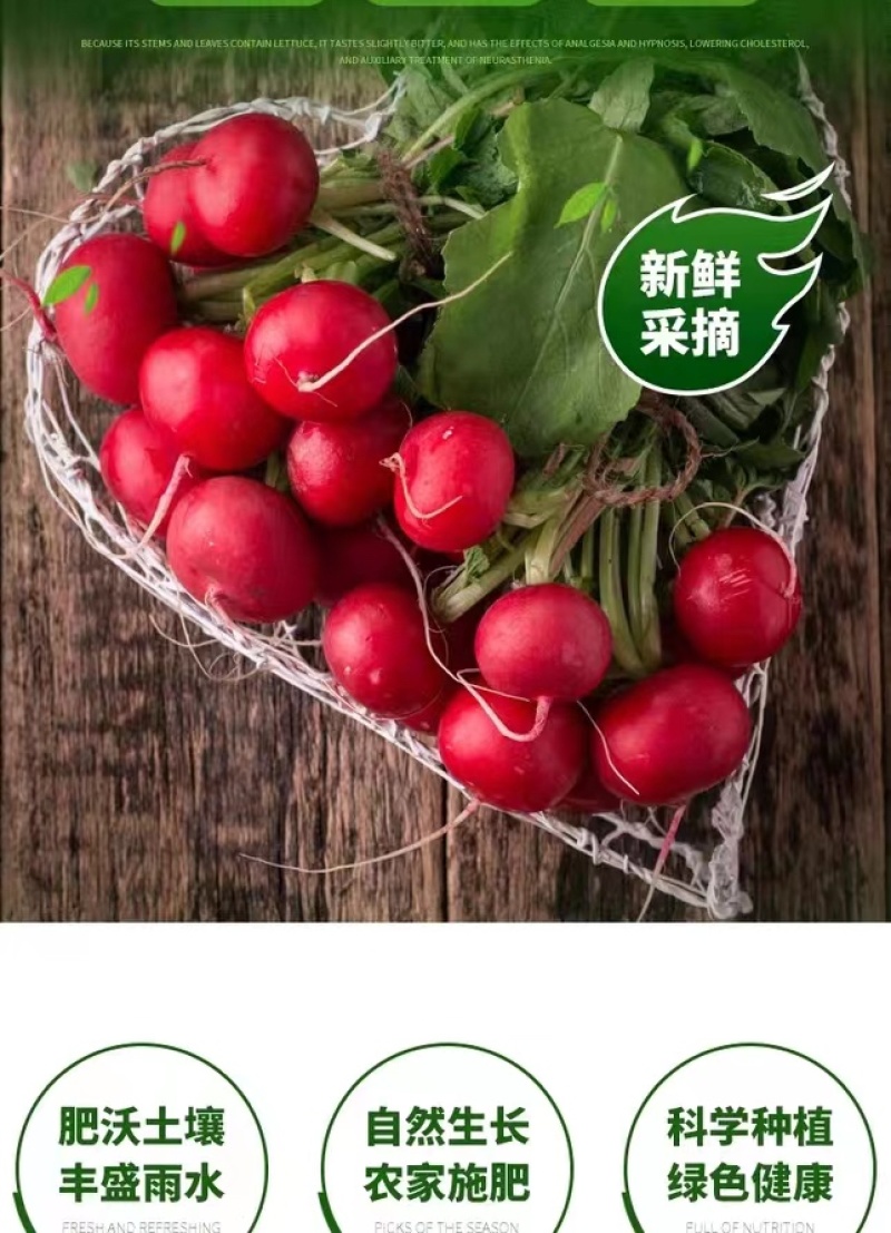 云南新鲜蔬菜樱桃小萝卜萝卜仔基地直发