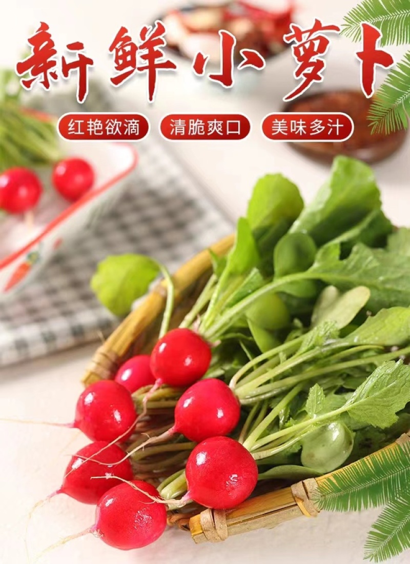云南新鲜蔬菜樱桃小萝卜萝卜仔基地直发