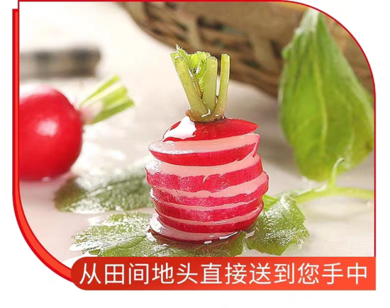 云南新鲜蔬菜樱桃小萝卜萝卜仔基地直发
