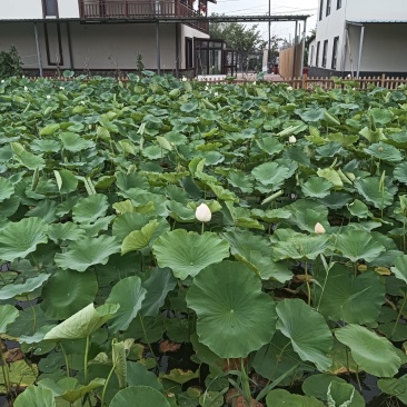 新疆夏黑葡萄