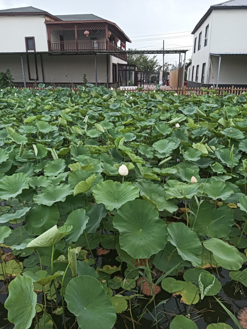 新疆夏黑葡萄