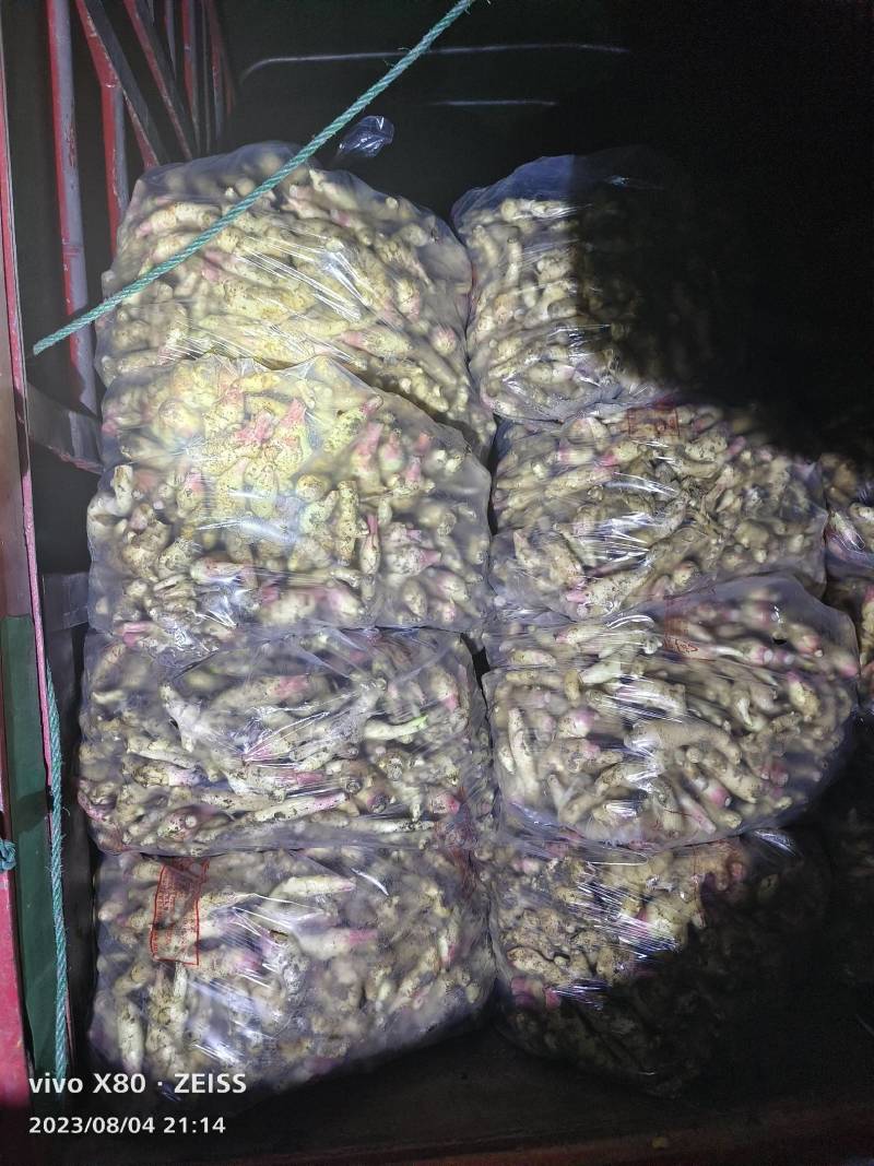 福建广西自己基地1万亩白姜，嫩姜牙，小黄姜整年供应