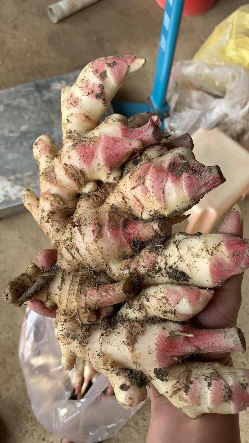 福建广西自己基地1万亩白姜，嫩姜牙，小黄姜整年供应