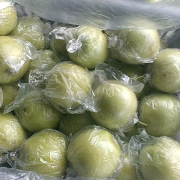 膜袋皇冠梨，纸袋皇冠梨大量上市，价格不高，保证质量