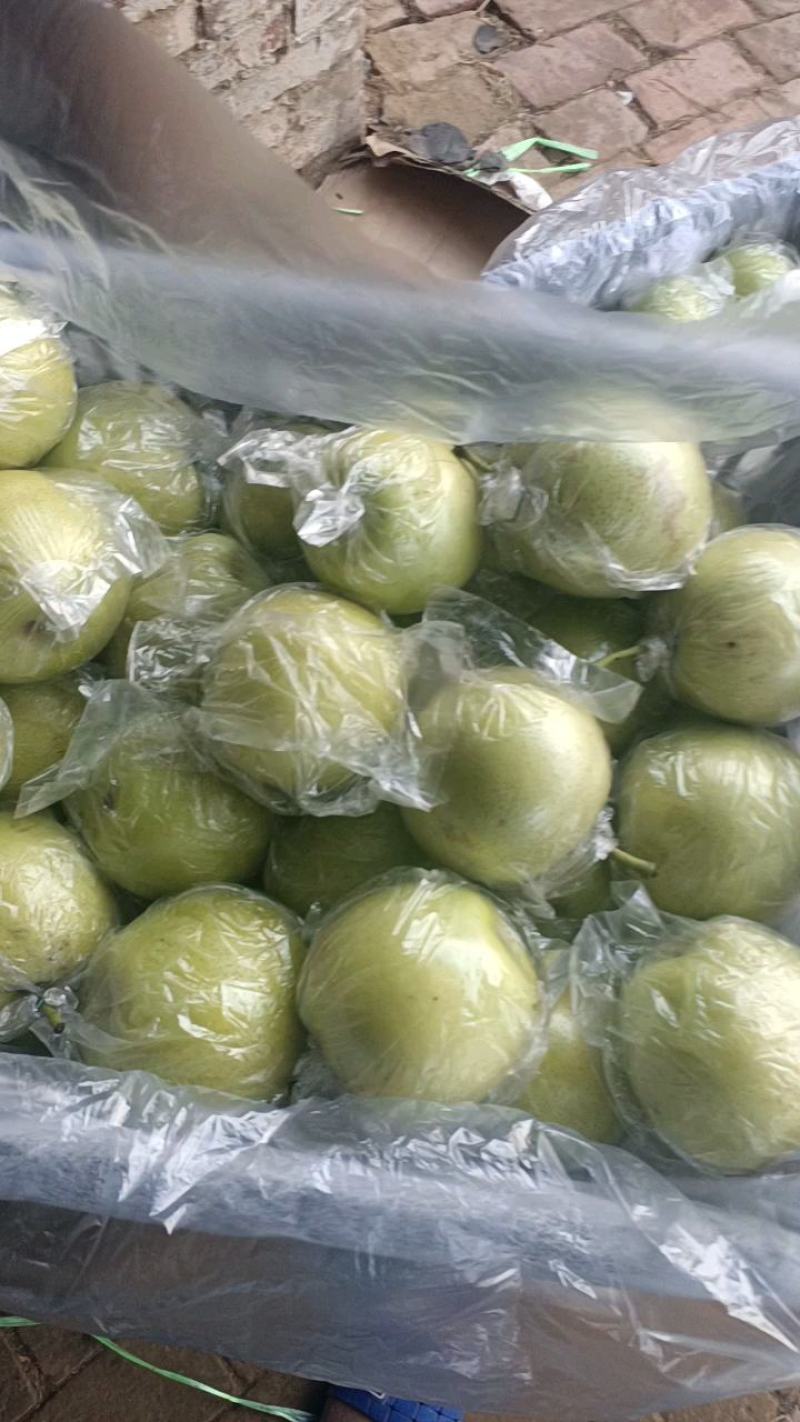 膜袋皇冠梨，纸袋皇冠梨大量上市，价格不高，保证质量
