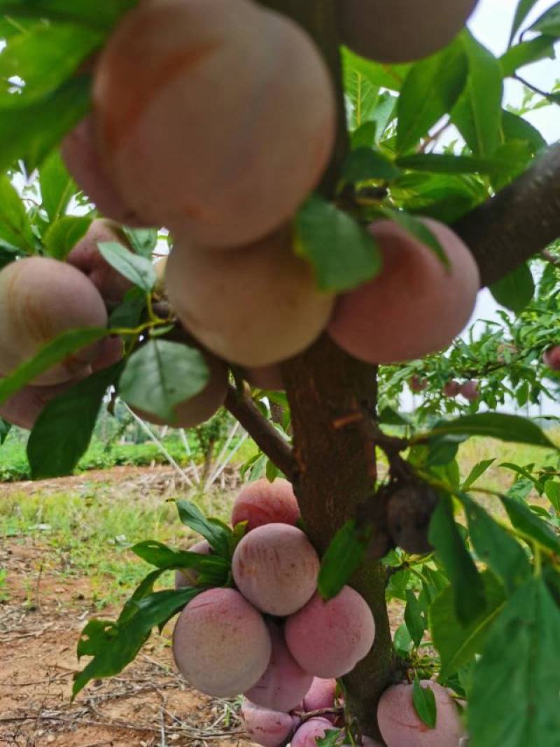 小芙蓉李子已成熟，甜度起来了，果面干净，个头均匀